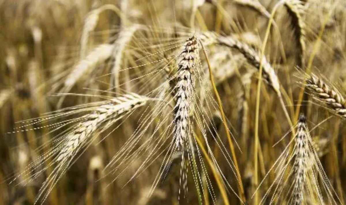 Metaboliti primari e secondari nel grano duro: un'analisi comparativa tra farro antico, varietà locali e cultivar moderne