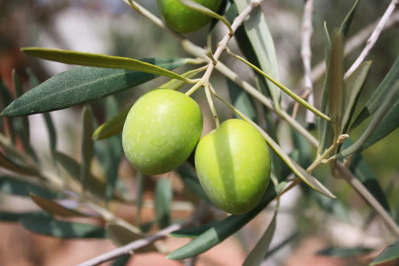Aumento della CO2 e siccità, ecco come aiutare l'olivo a resistere