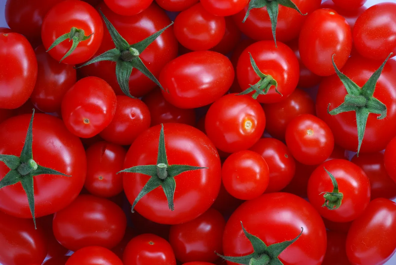 Aumenta la produzione di pomodori e diminuiscono i prezzi