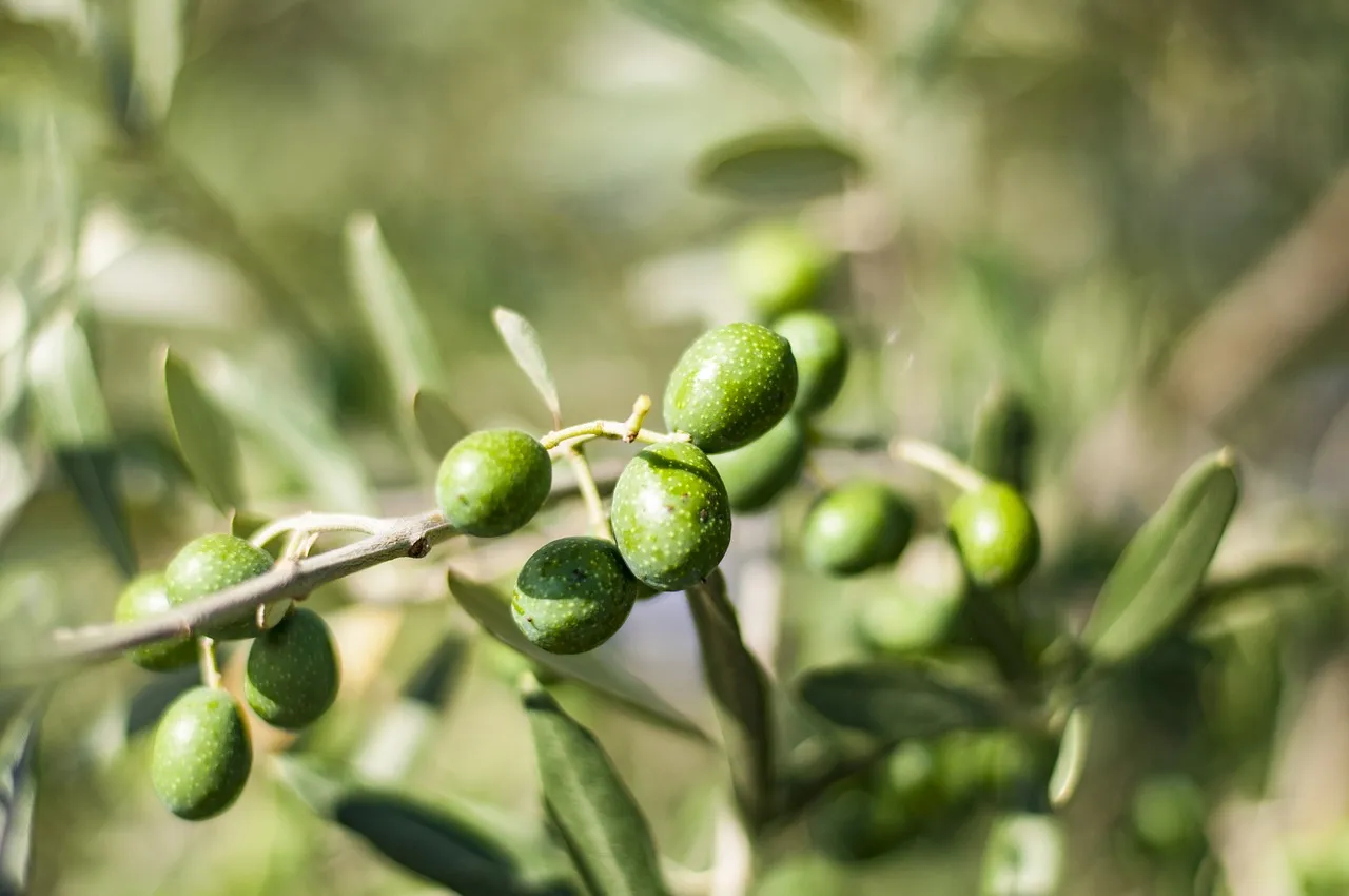 Biostimolanti a base di putrescina: un nuovo alleato per la qualità dell’olio d’oliva?