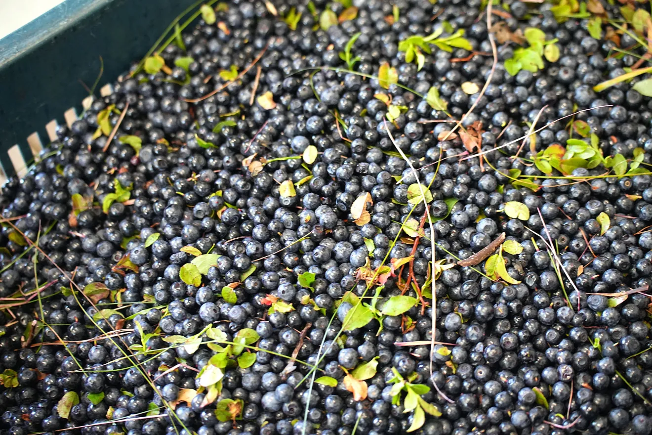 Festa del Mirtillo di Fanano dall’8 al 9 agosto