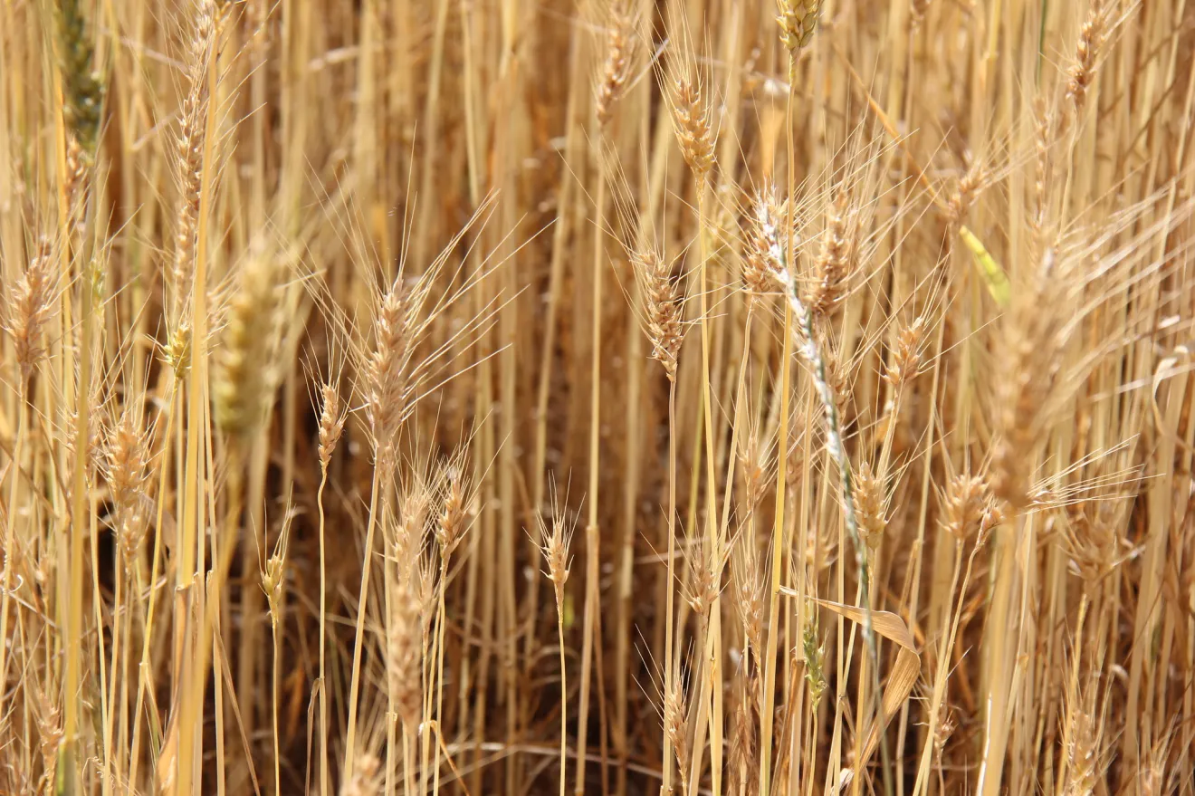 DSS per il frumento tenero: quando la precisione paga