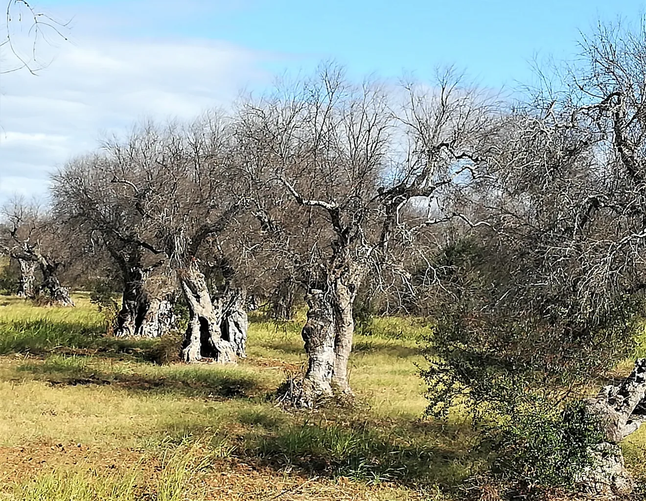 Revolea: dal dolore della Xylella nasce la bellezza. Così il legno degli olivi salentini trova una seconda vita