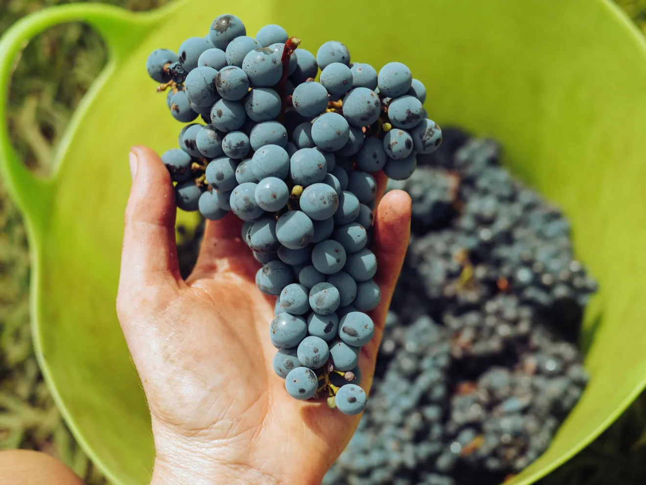 Vendemmia 2026, al via in anticipo anche nel Barese e nella Bat