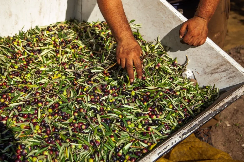Stato di crisi per l'olio italiano, un'urgenza non una necessità