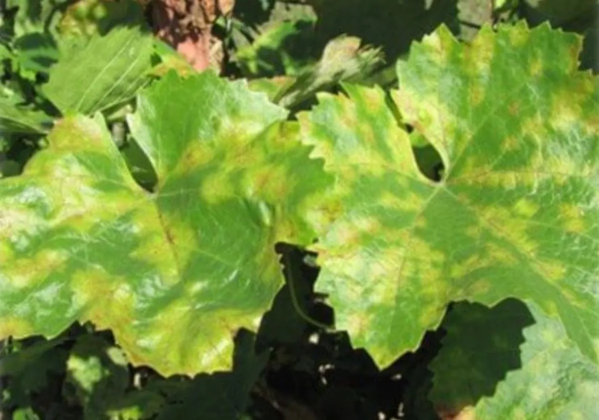 Peronospora della vite: strategie biologiche integrate per un controllo sostenibile