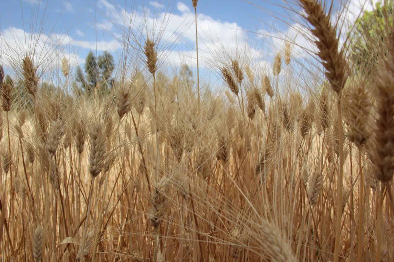 Previsioni di raccolto: un nuovo metodo per anticipare le oscillazioni del grano