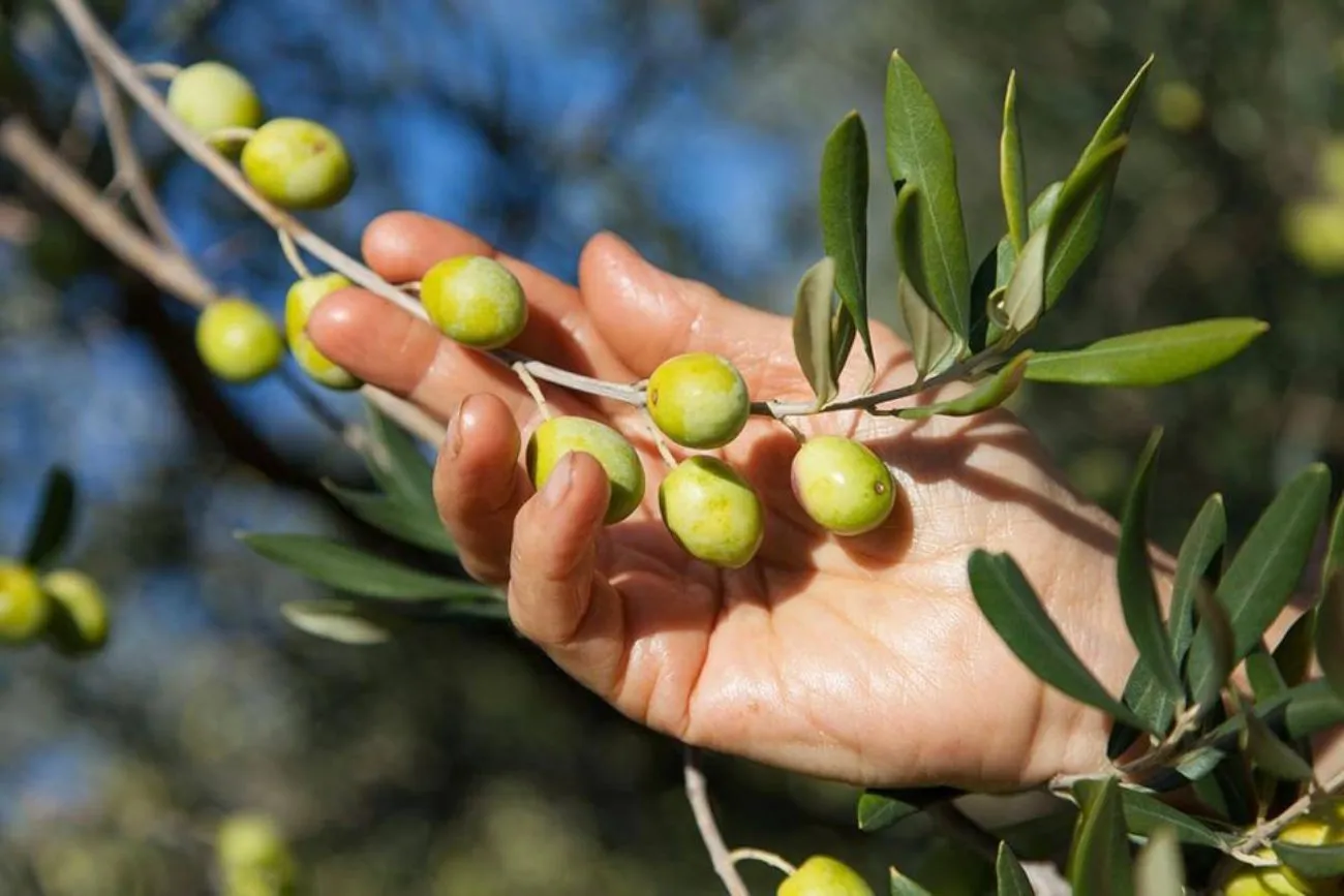 Limonene e cannella per proteggere l'olivo: nuovi biopesticidi naturali promettono un’olivicoltura più sostenibile