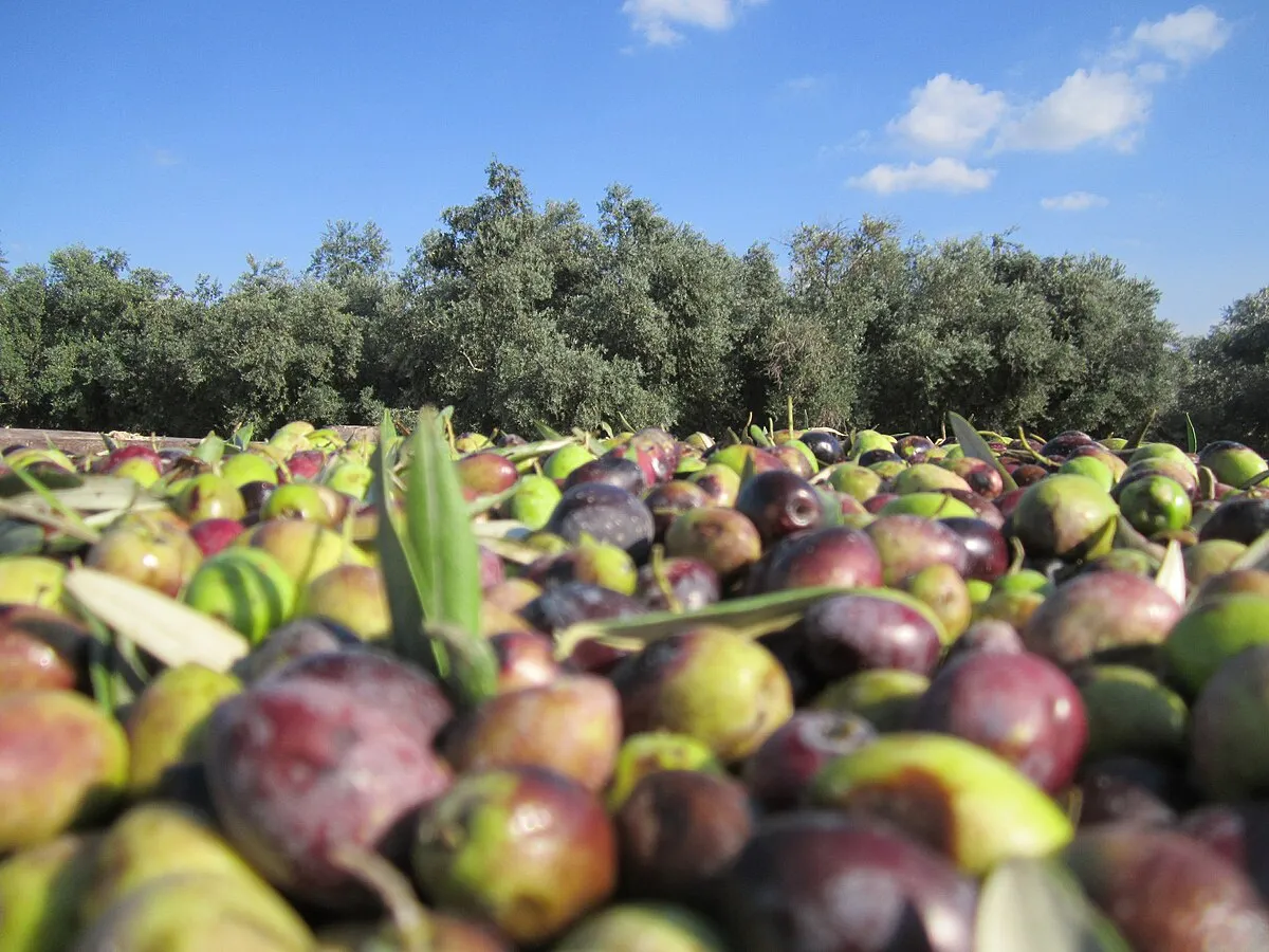 La crisi dell’olio di oliva italiano è ora! Ma i frantoiani sono rimandati al Ministero del Made in Italy e soldi forse all'autunno