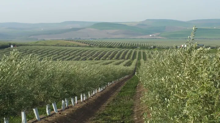 Andalusia, stop alla raccolta notturna negli oliveti superintensivi