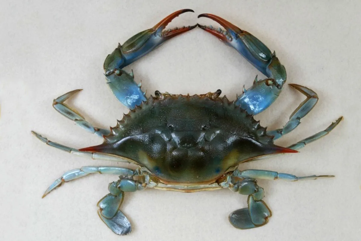 Estrarre la chitina dal granchio blu 