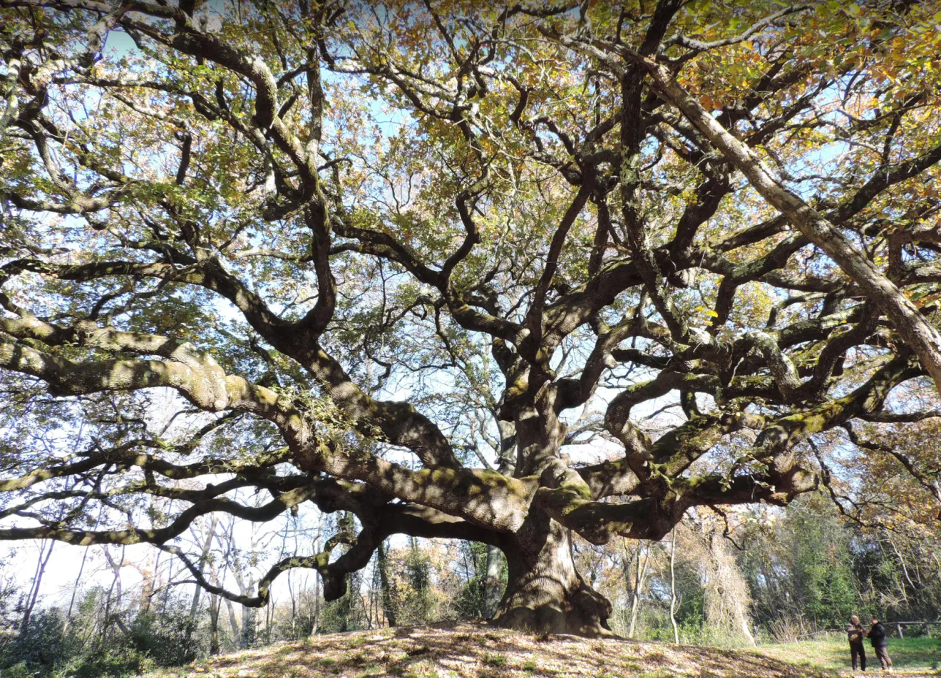 Alberi monumentali, 82 nuovi giganti entrano nell’Elenco nazionale