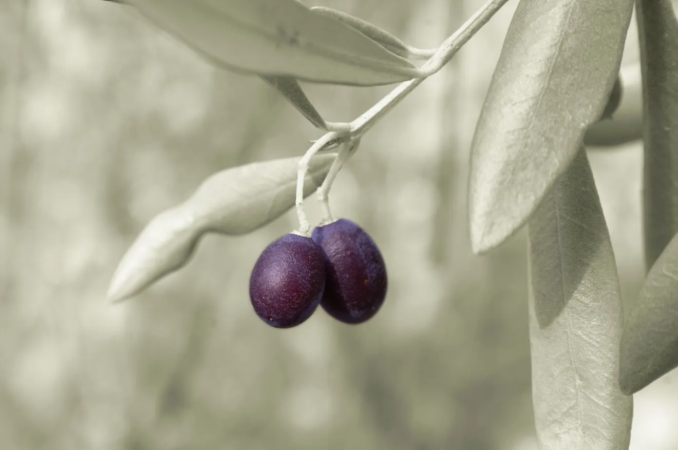 Olio extravergine d'oliva denocciolato: un tesoro di antiossidanti per la salute e la bellezza