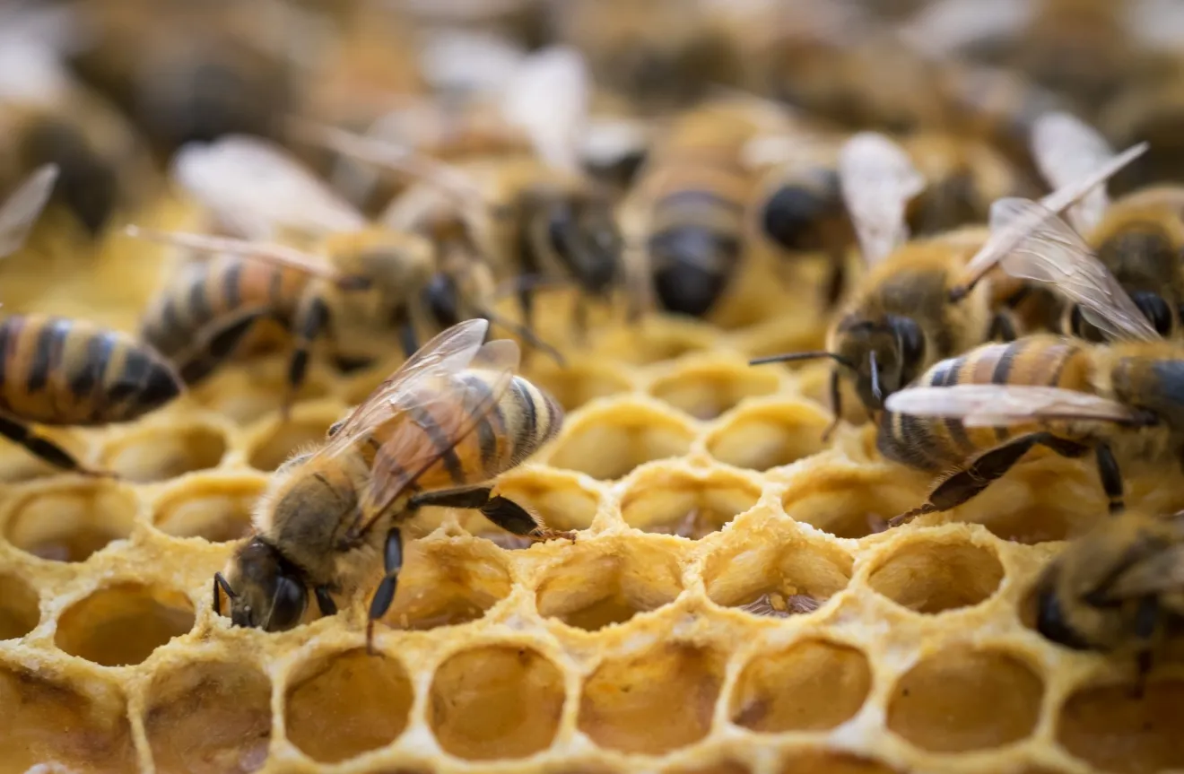 Glifosato, le api foraggiano meno e cambia la chimica del loro cervello