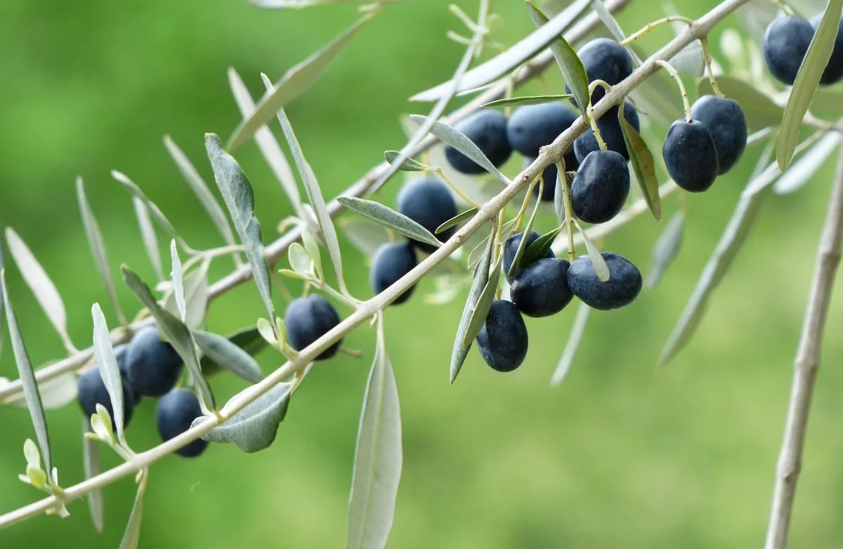 Produzione di olio d'oliva minacciata dal caldo, la Liguria sperimenta soluzioni