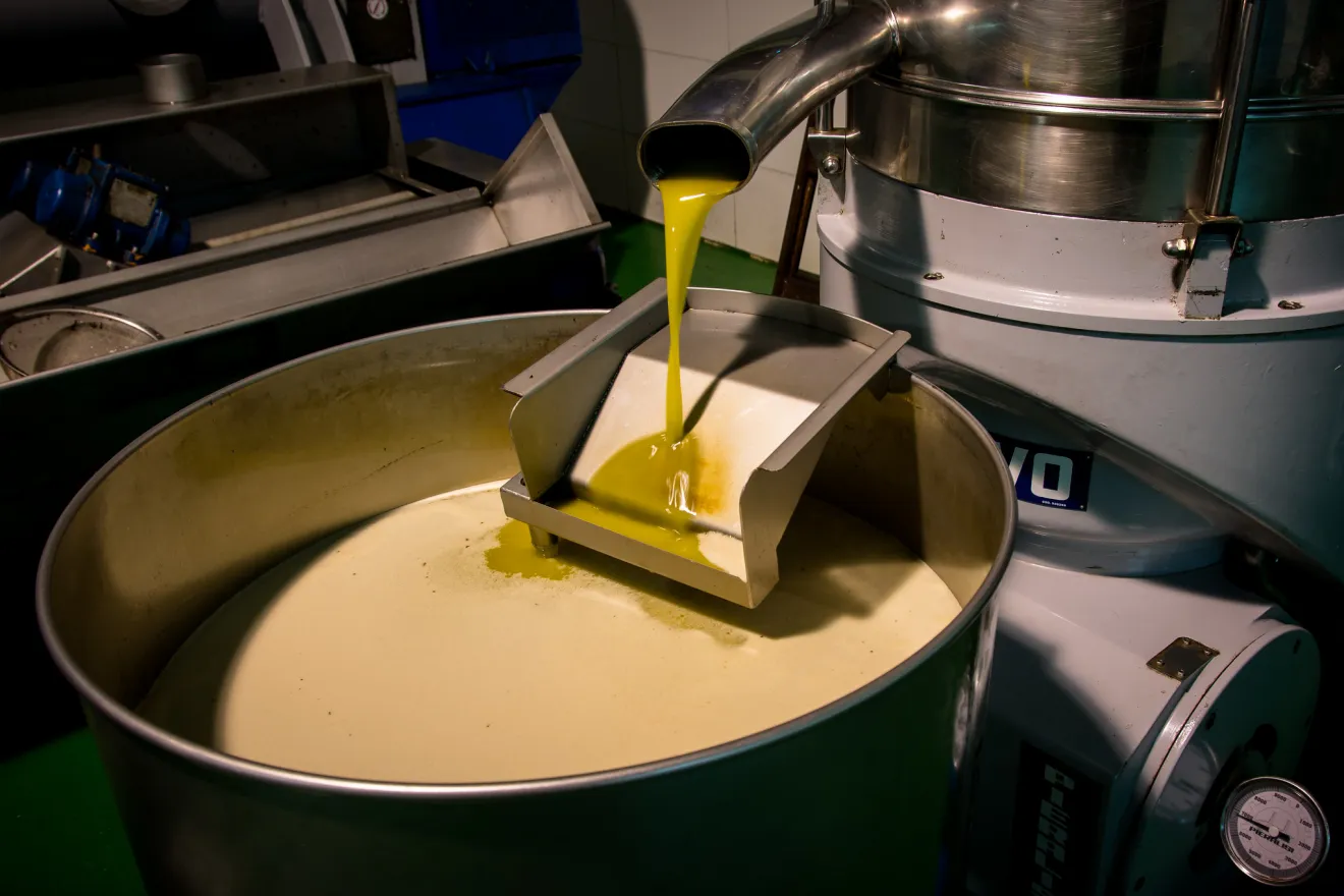 Prezzi bassi e record di vendite di olio d’oliva italiano a luglio: 13 mila tonnellate