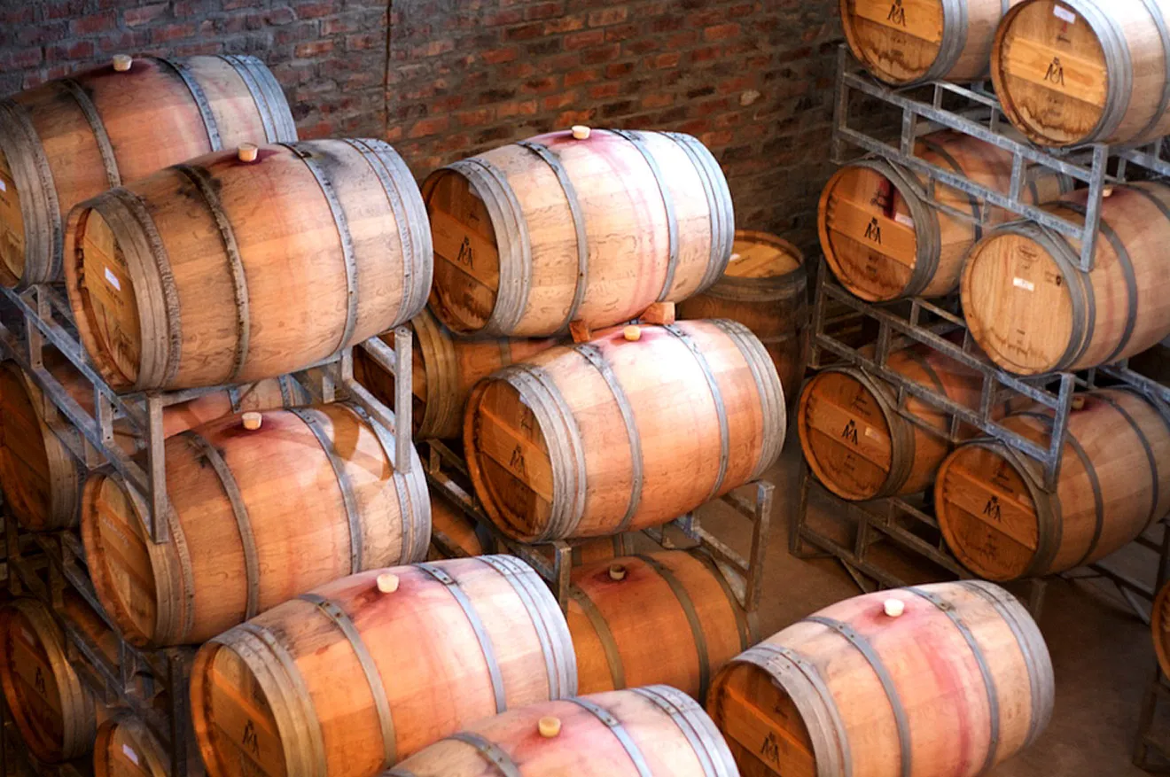 Il castagno torna nelle cantine: il Lazio rilancia la filiera bosco-botte-vino