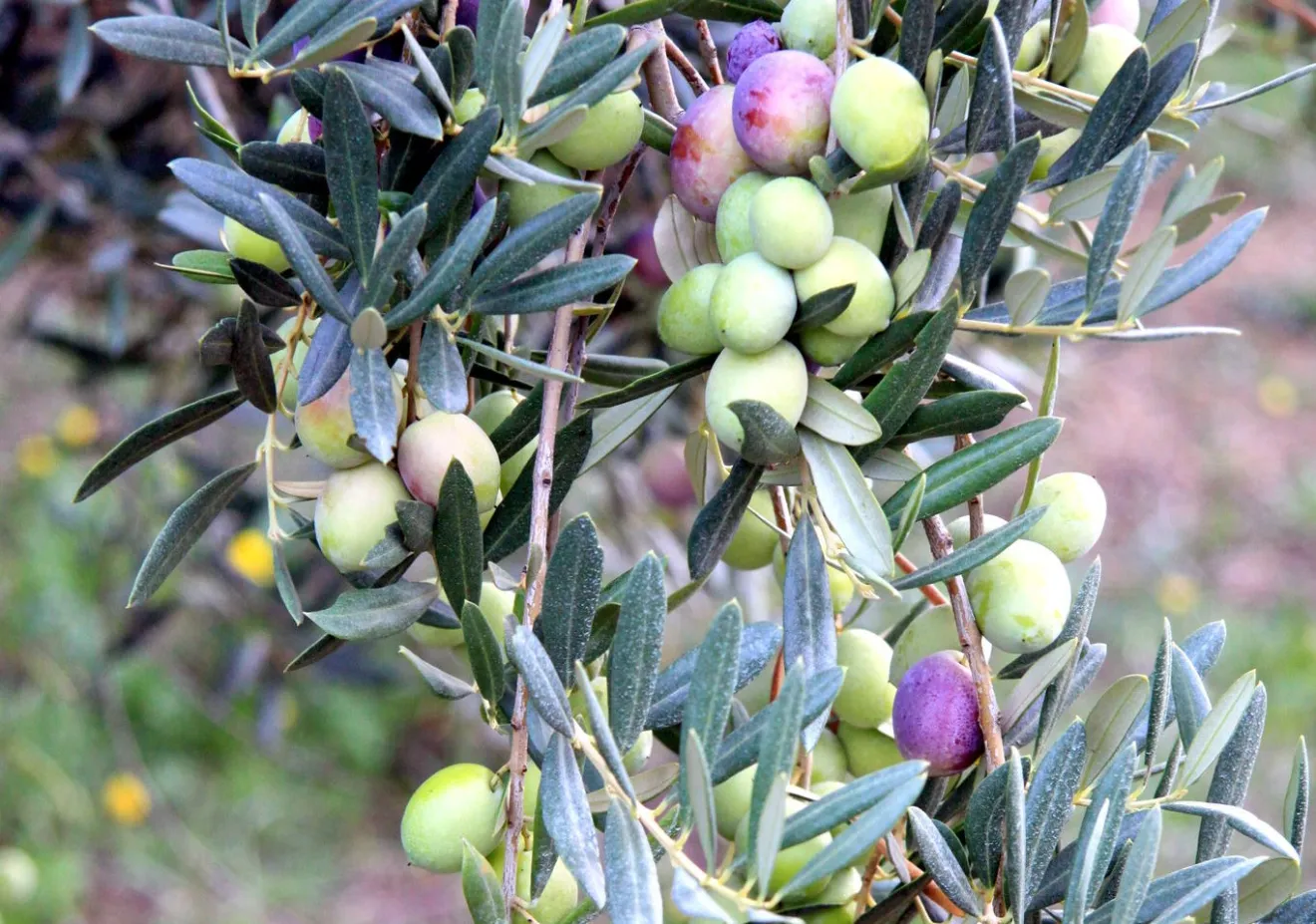 Maturazione delle olive e qualità dell'olio: una guida per l'olivicoltore consapevole