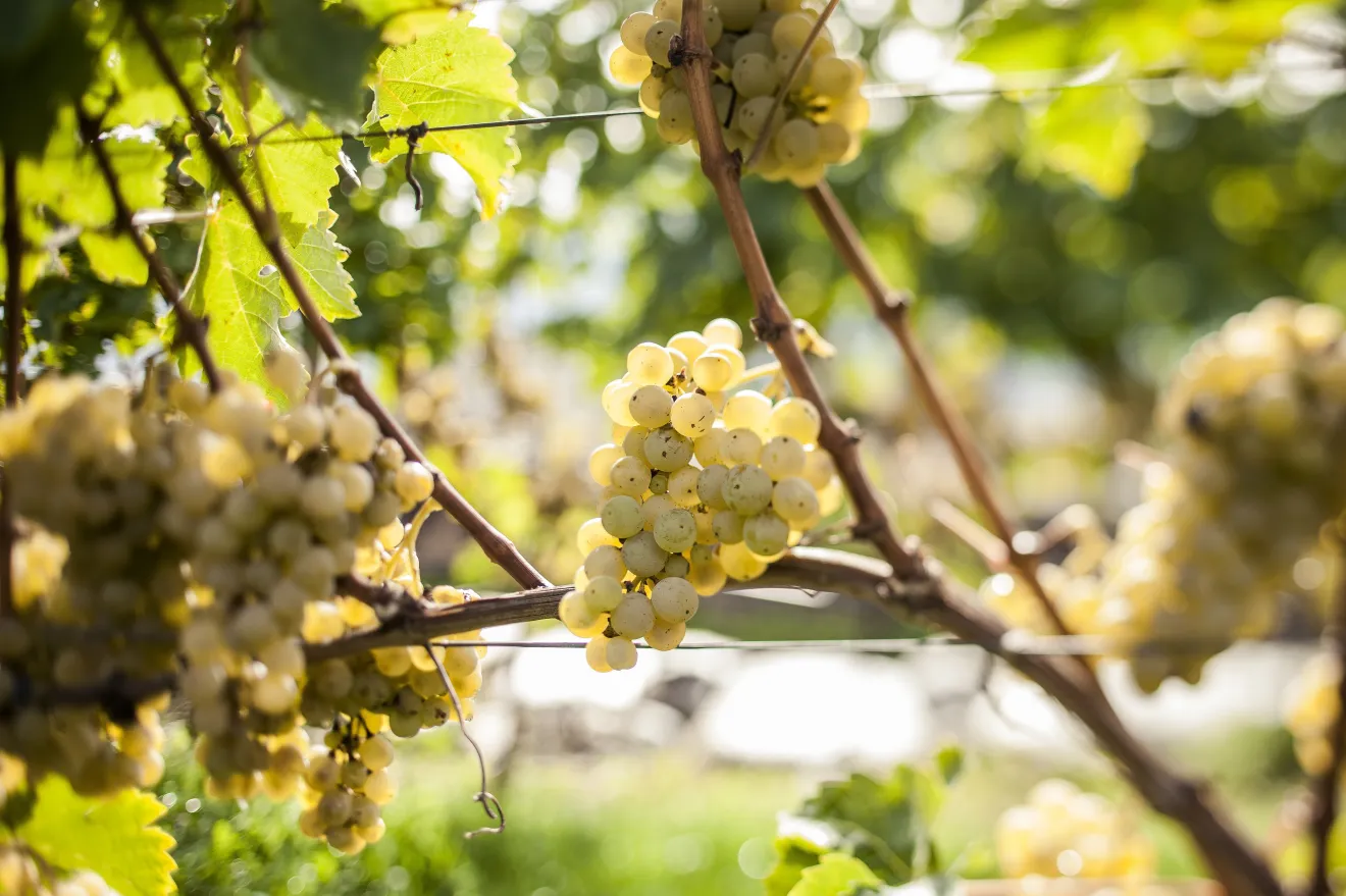 Vendemmia mai iniziata presto come quest'anno in Alto Adige