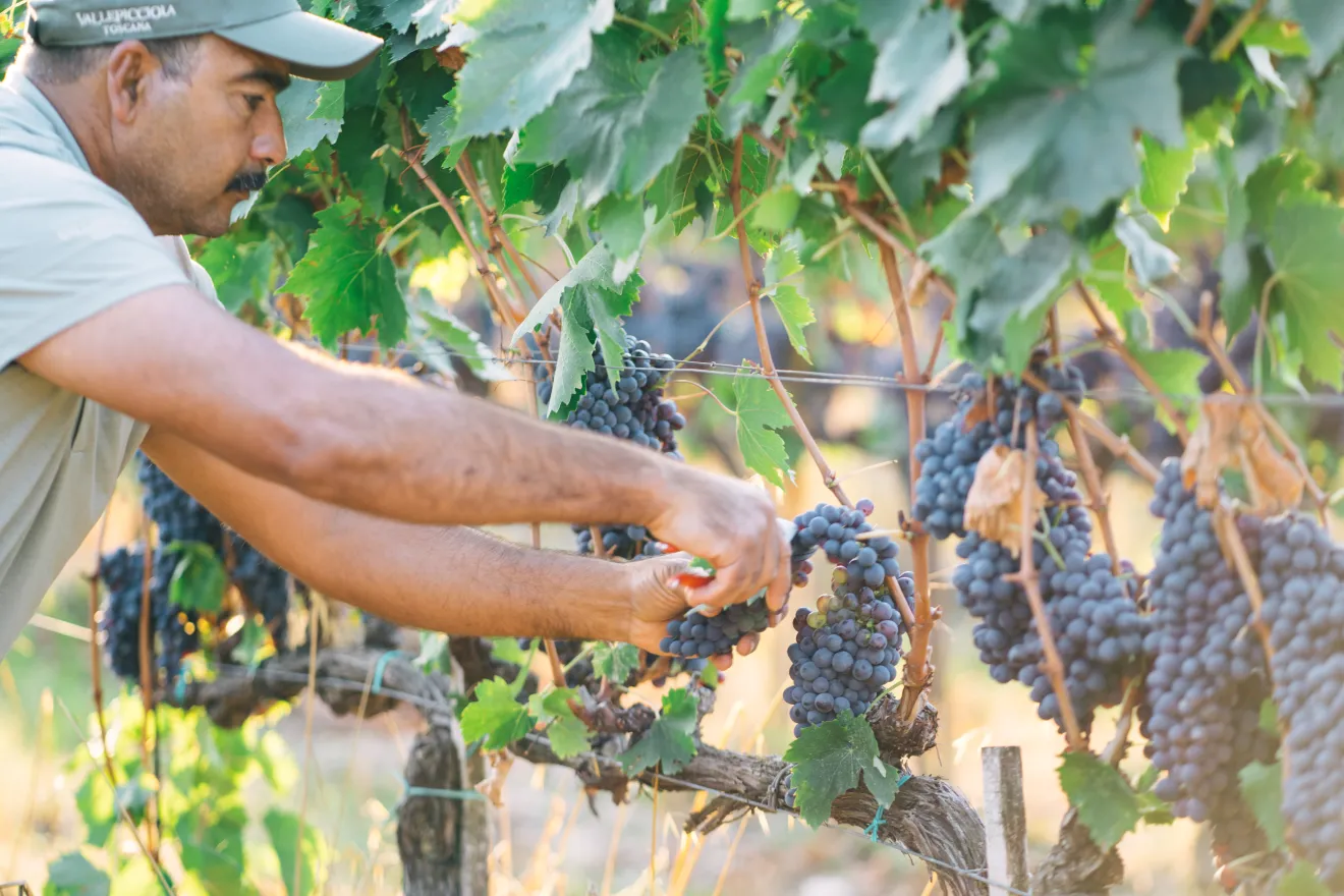 Vendemmia 2026: la viticoltura di precisione al banco di prova