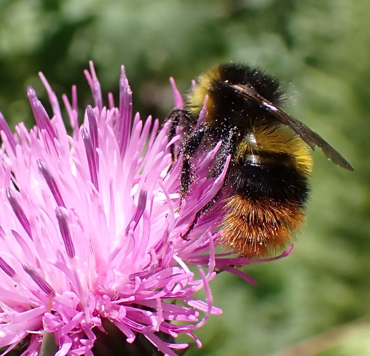 Api domestiche e api selvatiche: il ritiro dei ghiacciai può influenzare la diffusione delle malattie tra gli impollinatori