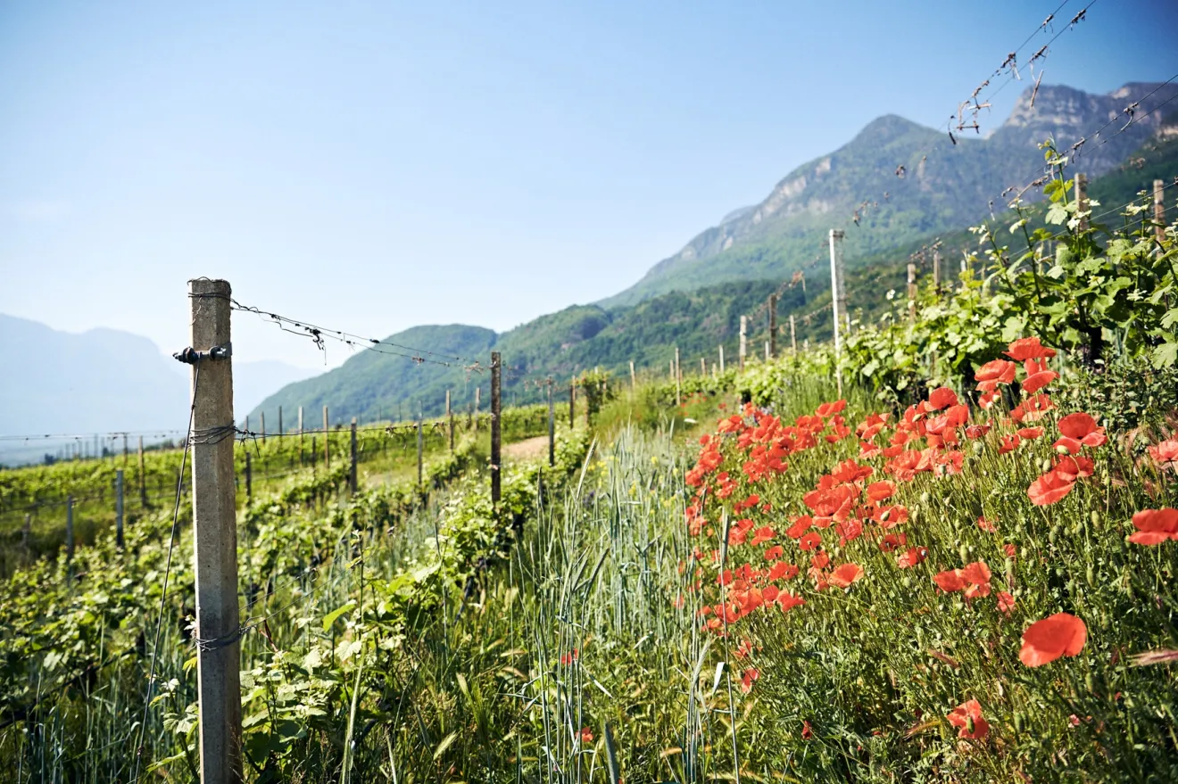 Vini Alto Adige: cresce il percorso verso una viticoltura sostenibile