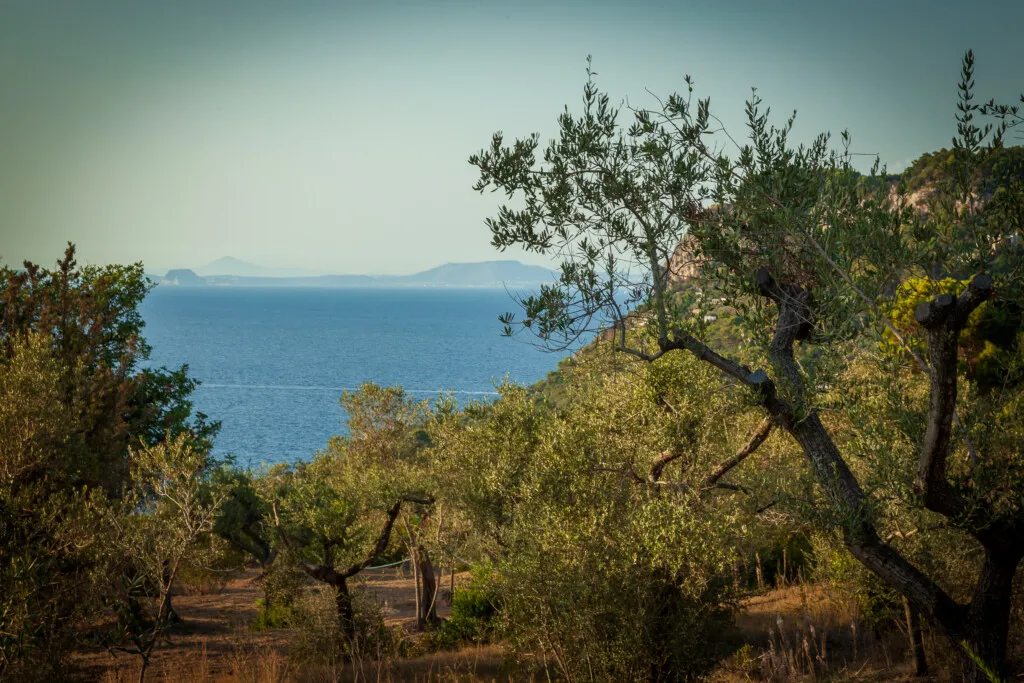 Anacapri e Moscufo, il Dna dell’olivo riunisce Capri e Abruzzo