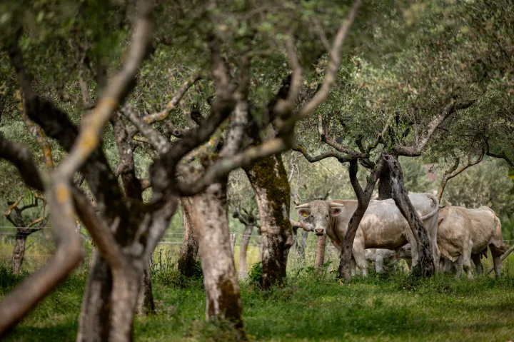 Nuove proposte di oleoturismo in Umbria tra Umbertide, Perugia, Tuoro sul Trasimeno, Foligno e Trevi