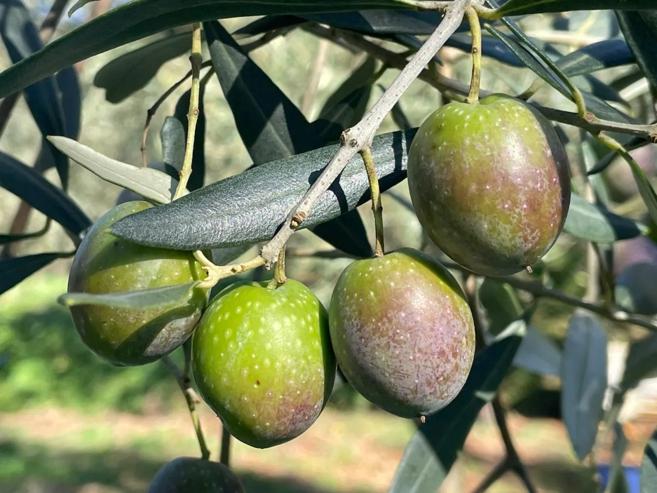 Oliveti 4.0: la rivoluzione dell'irrigazione a goccia che guarda all'olivo