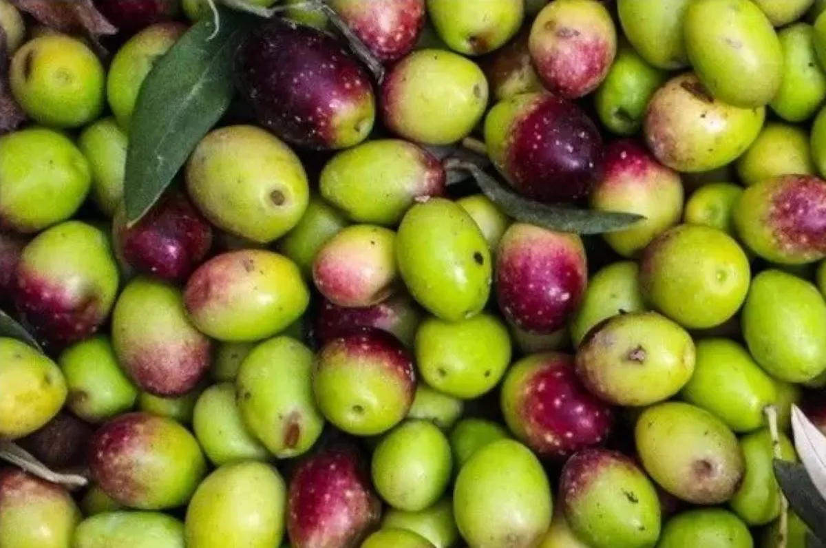 L'olio extravergine di oliva delle varietà italiane è resistente ai cambiamenti climatici: ecco cosa cambia davvero nella bottiglia