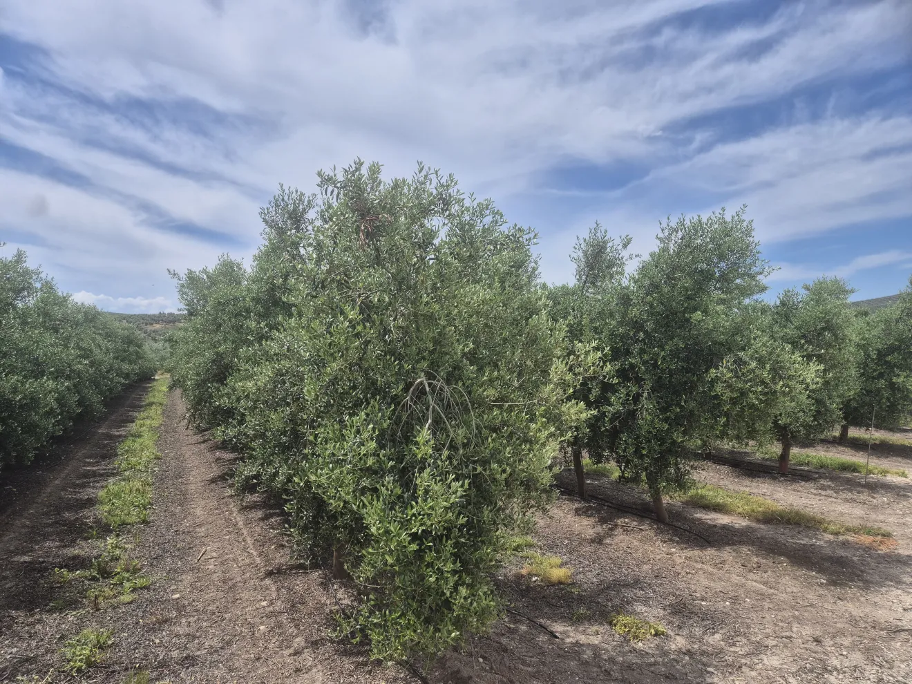 Il prezzo dell'intensificazione: l'erosione negli oliveti super-intensivi minaccia il suolo del Mediterraneo