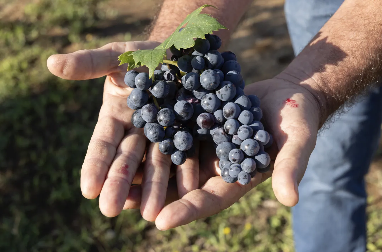Vendemmia 2026, siccità e perdite fino al 70% in Abruzzo