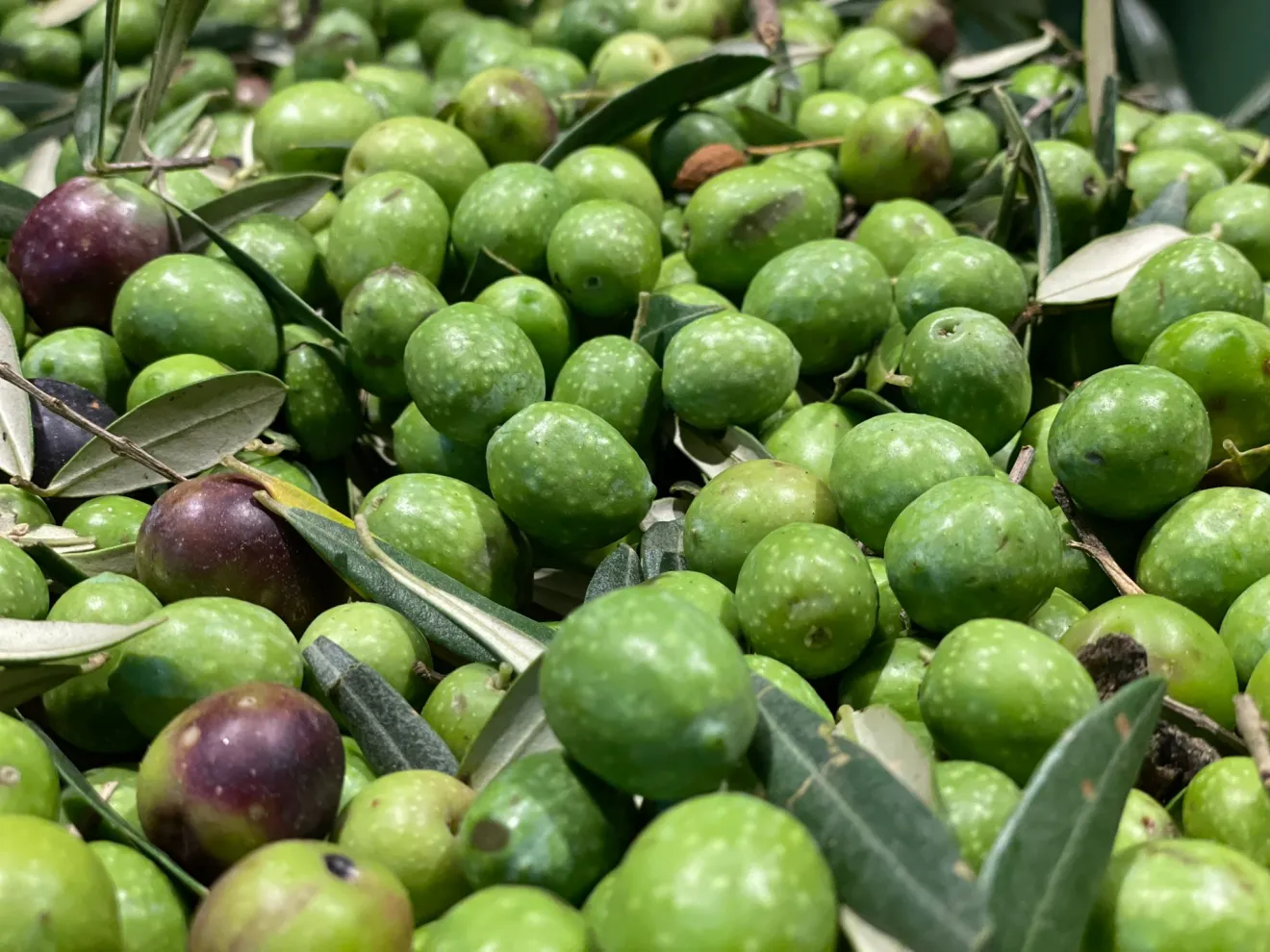 L’illusione dell’oro verde: i numeri di un’economia agricola che non chiude i conti
