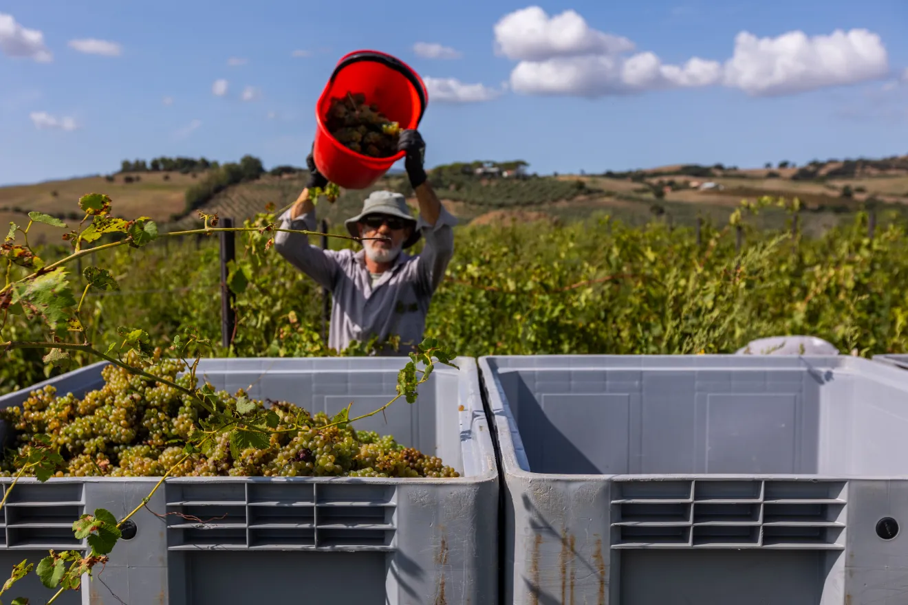 Clima e viticoltura italiana: come le fluttuazioni meteo influenzano la produttività della vite