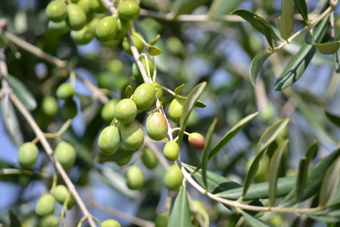 Il momento ideale per la raccolta delle olive in base alla maturazione fenolica