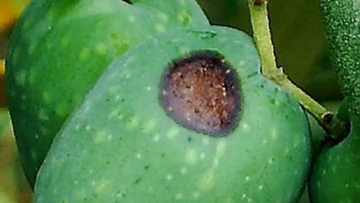 Mosca, cecidomia e marciume delle olive: cosa è successo nelle Marche e come difendere gli oliveti biologici