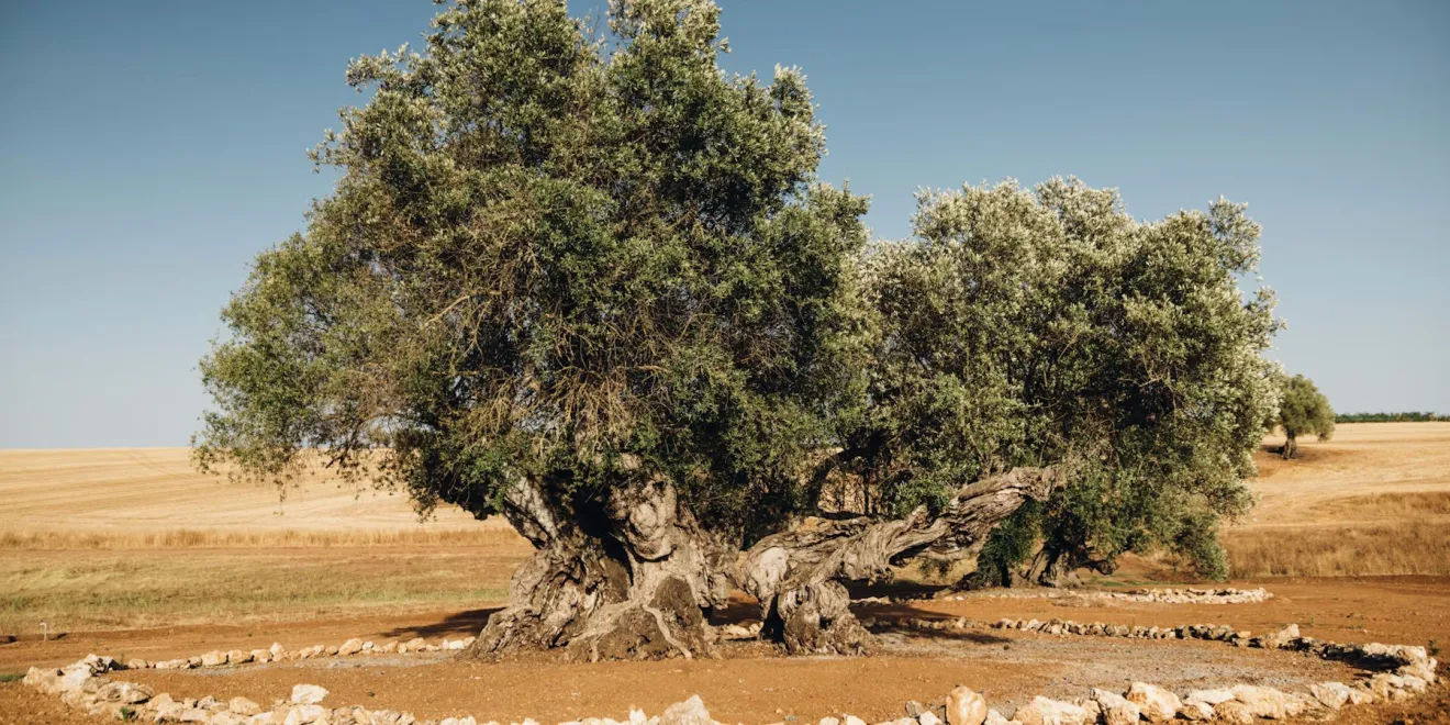 Gli ulivi più antichi del Portogallo hanno oltre 3.000 anni