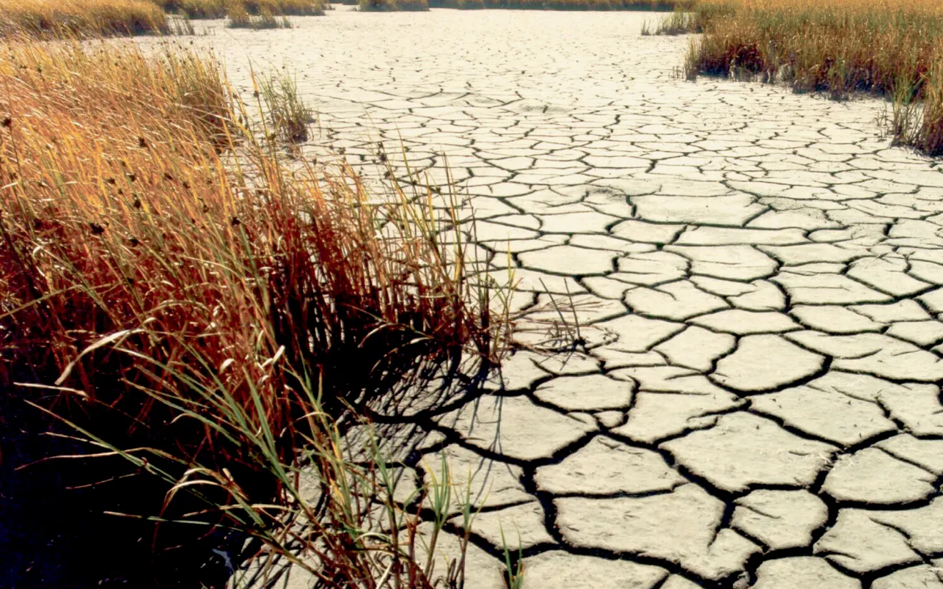Suoli sempre più degradati, la FAO lancia l’allarme: servono interventi su scala globale