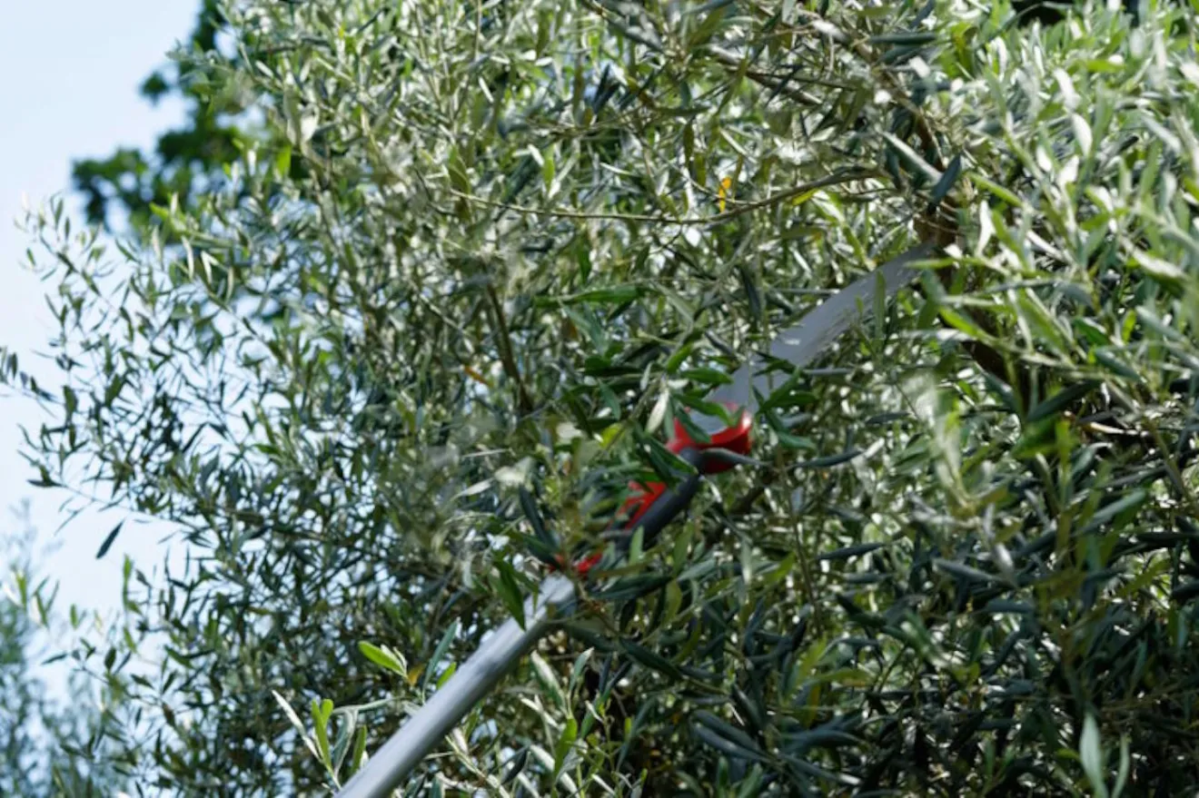 La potatura dell’olivo cambia davvero la resa? Il progetto OLIVE–EduTech cerca le risposte