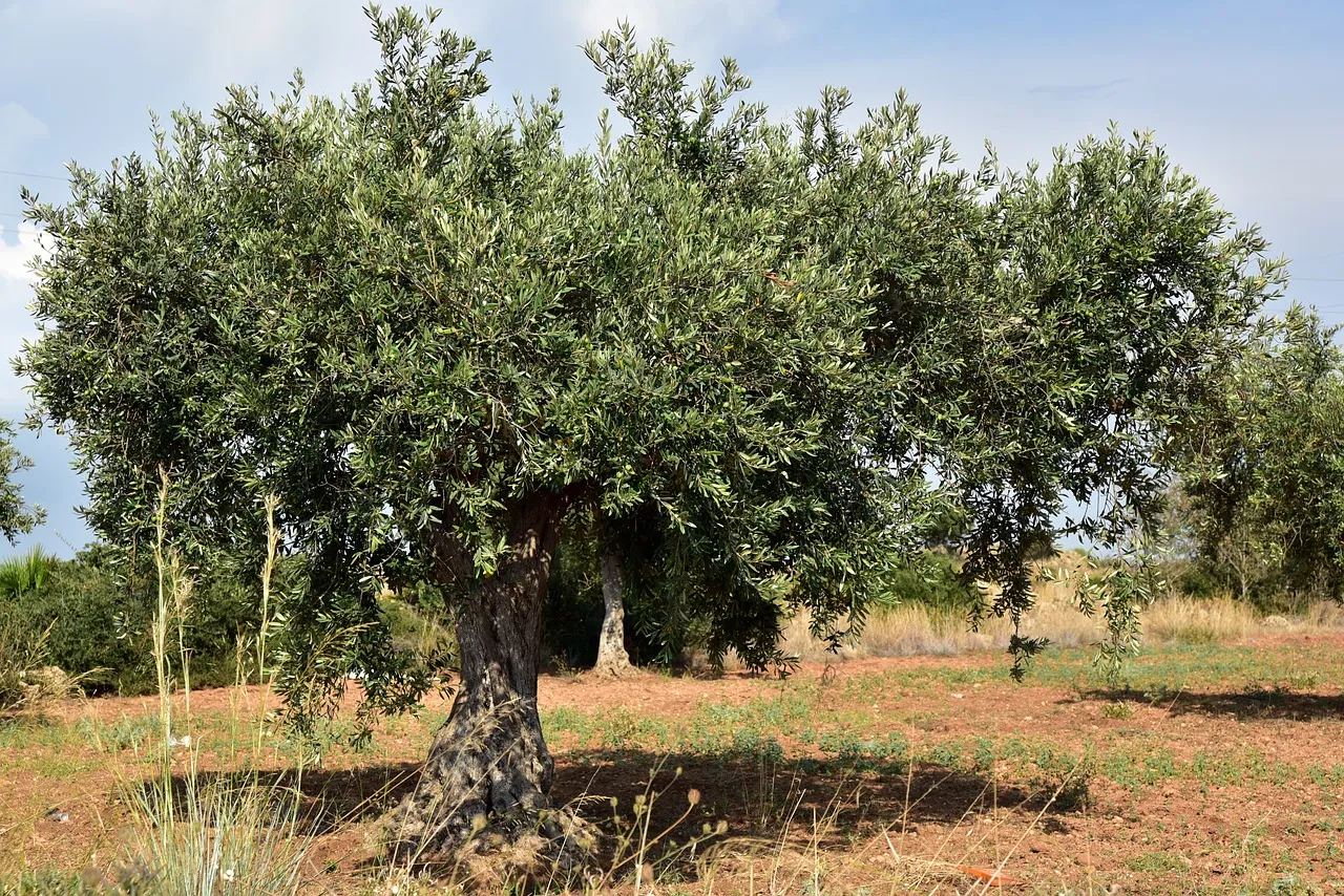 L'influenza del pH del suolo sulla risposta dell'olivo alla concimazione azotata