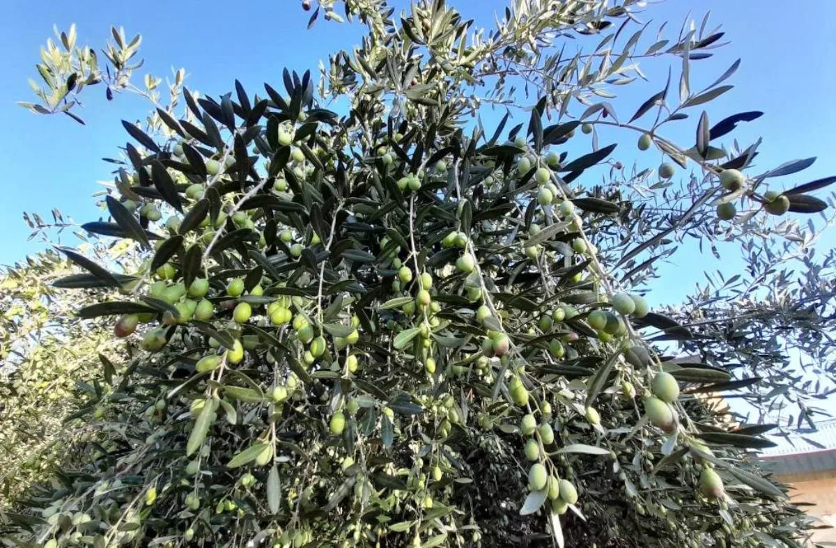 L'inclinazione dei rami nell'olivo: come l'angolo di curvatura influenza produzione e qualità dell'olio