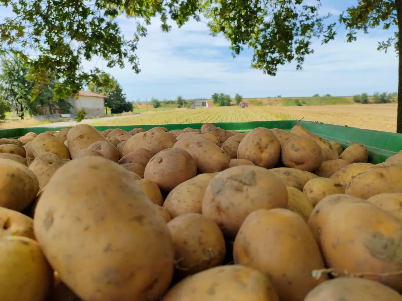  Borsa Patate: carenze produttive legate al clima e aumento dei costi faranno impennare i prezzi