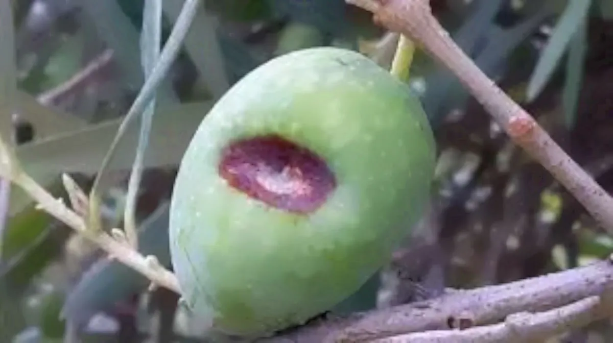 Camarosporium dalmaticum sulle olive, riconoscere i sintomi del fungo patogeno e come contrastarlo