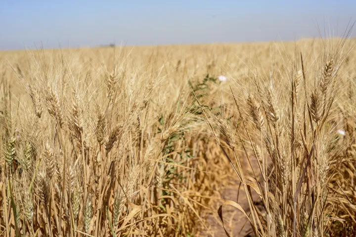 Le antiche varietà di grano italiane: un tesoro lipidico da riscoprire