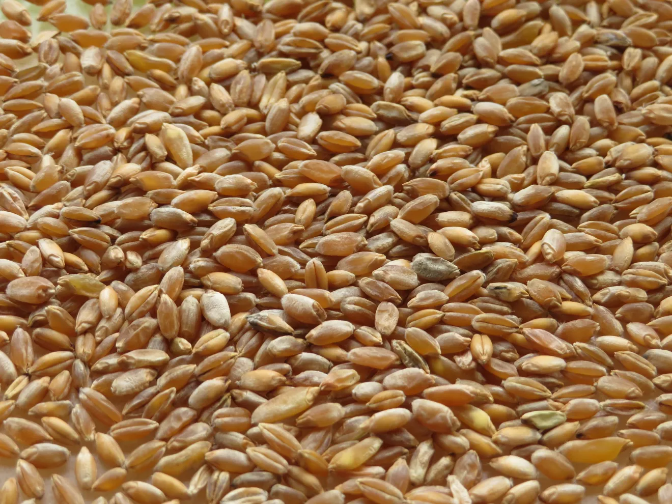 Cereali, la FAO taglia le stime 2026: raccolto mondiale in calo del 2%