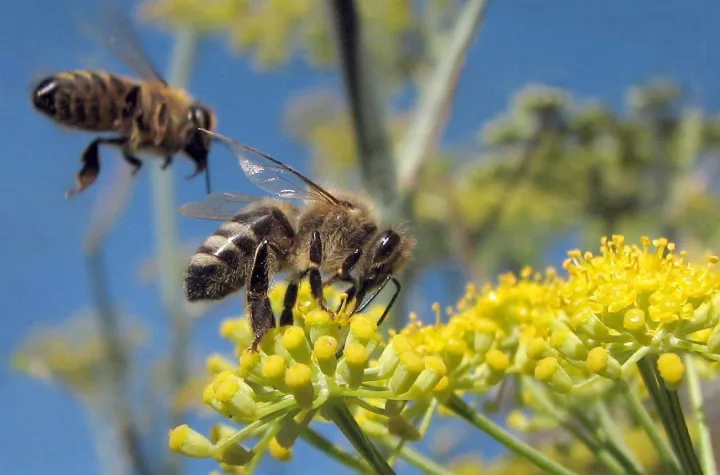 Impollinatori in declino, le piante rischiano di perdere la capacità di adattarsi al clima