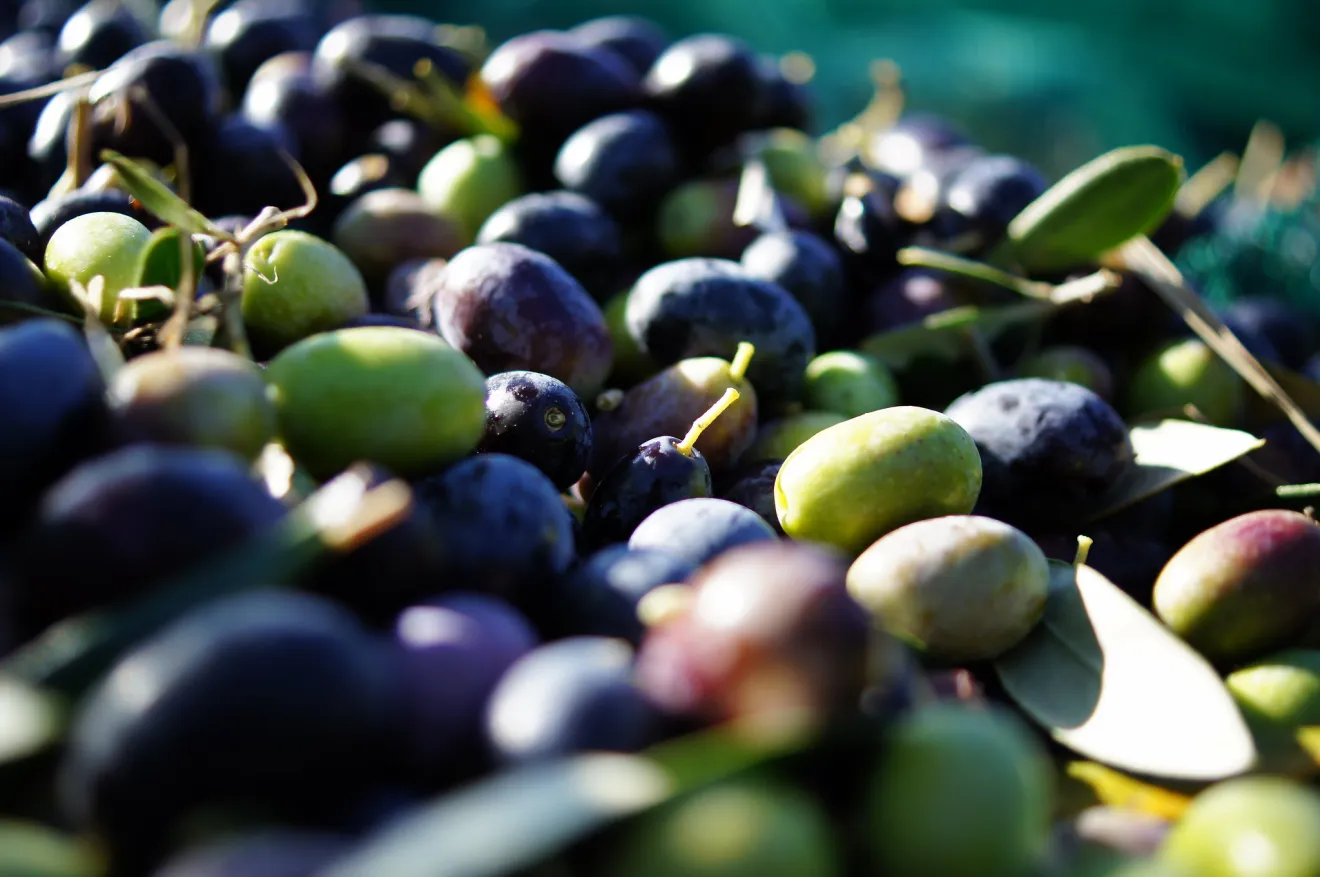Olio di oliva tunisino, raccolto in forte calo nel 2026-2027: produzione stimata a 300 mila tonnellate