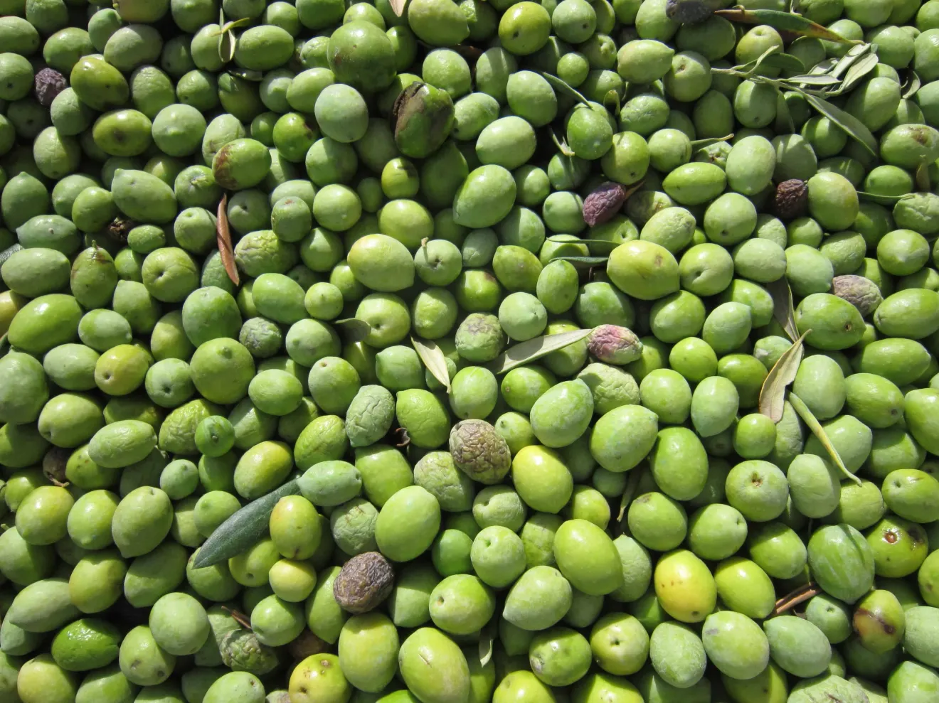 Maturazione delle olive di Arbequina e Arbosana negli oliveti superintensivi: la guida