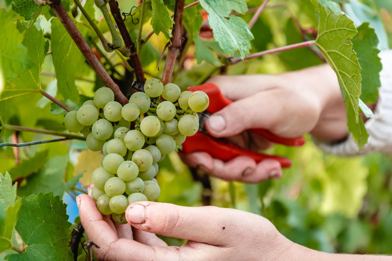 Champagne 2026, la vendemmia più precoce di sempre punta alla grande qualità