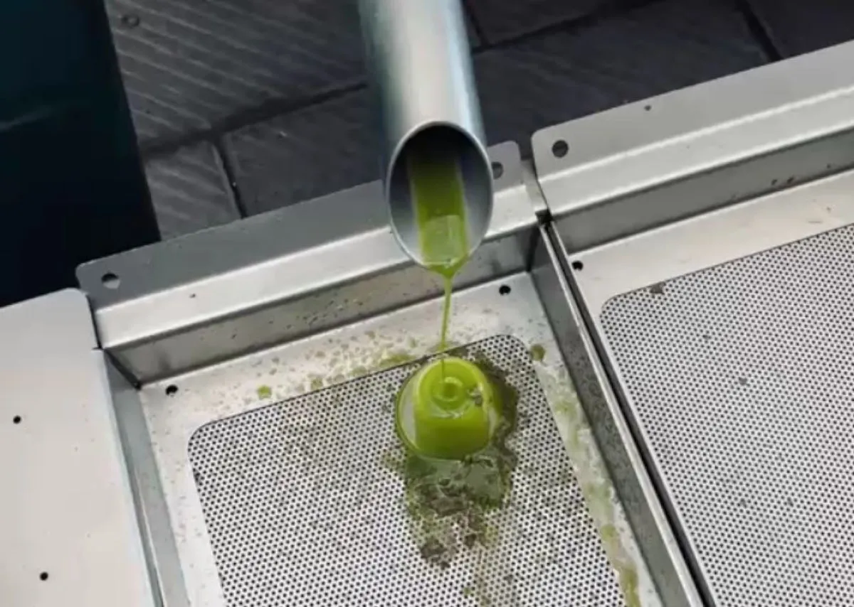 Il primo olio extravergine di oliva di stagione al corso AIRO